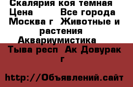 Скалярия коя темная › Цена ­ 50 - Все города, Москва г. Животные и растения » Аквариумистика   . Тыва респ.,Ак-Довурак г.